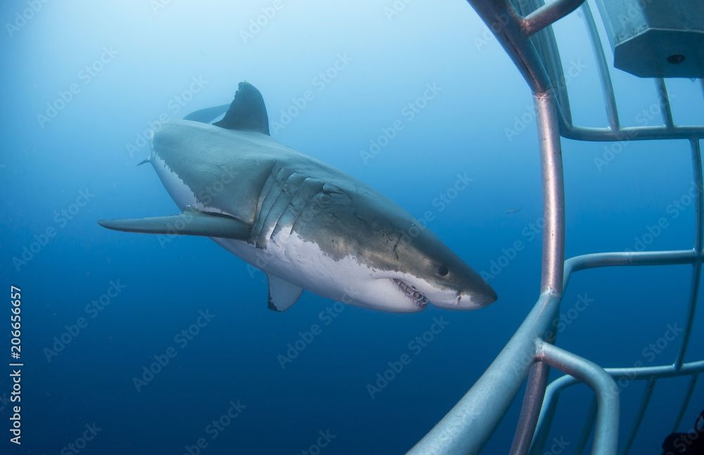 Naklejka premium Great white shark showing sharp teeth rows in front of diving cage in clear blue water