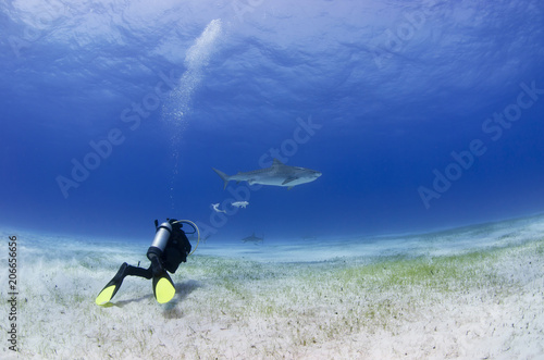 Tiger shark with lonesome scuba diver in clear blue water