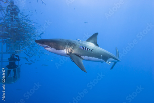 Great white shark sideways with pilot fish in front of a diving cage
