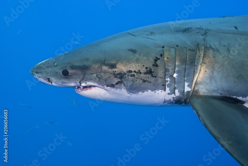 Head of a Great White Shark in blue water