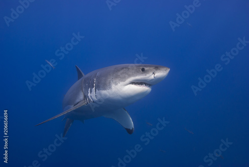 Great white shark showing sharp teeth rows in blue water