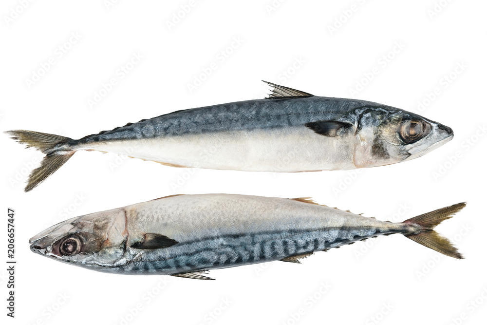 Fresh mackerel fish isolated on the white background