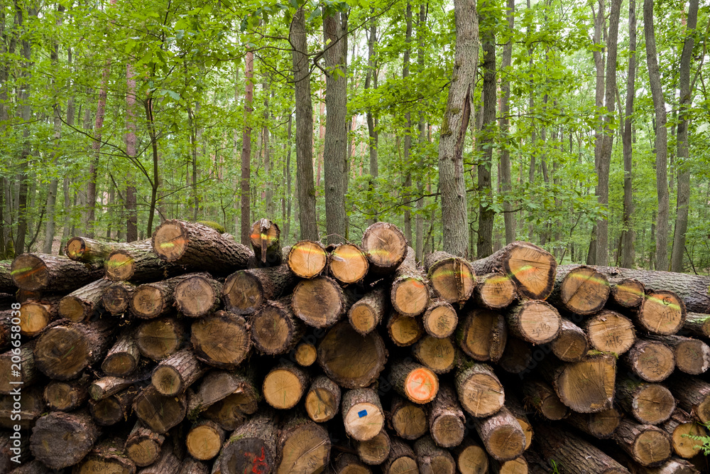 pile of oak logs in the forest