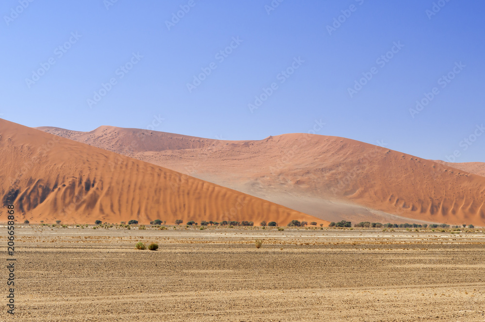 Obraz premium Dunes with acacia trees in the Namib desert / Dunes with acacia trees in the Namib desert, Namibia, Africa.