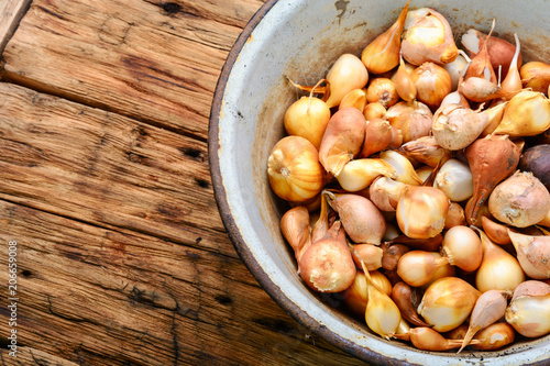 Fototapeta Naklejka Na Ścianę i Meble -  Set of a tulip bulb