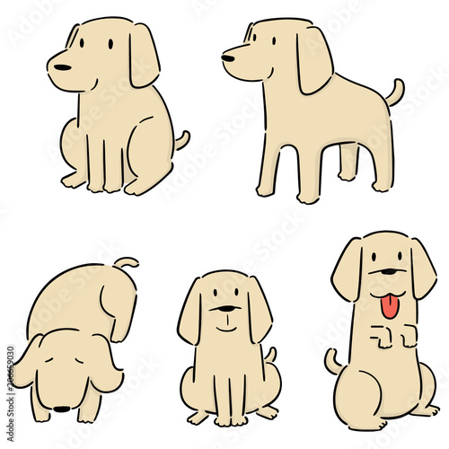 vector set of dog, labrador retriever