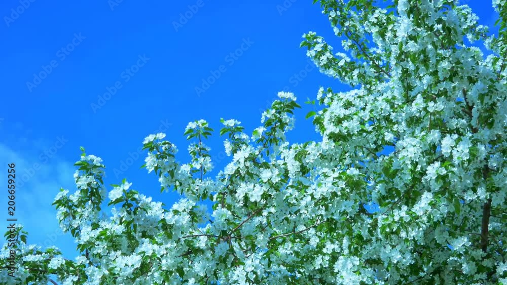 Blooming apple-tree. Honeybee. Smooth motion Blooming apple-tree. Honeybee. Smooth motion