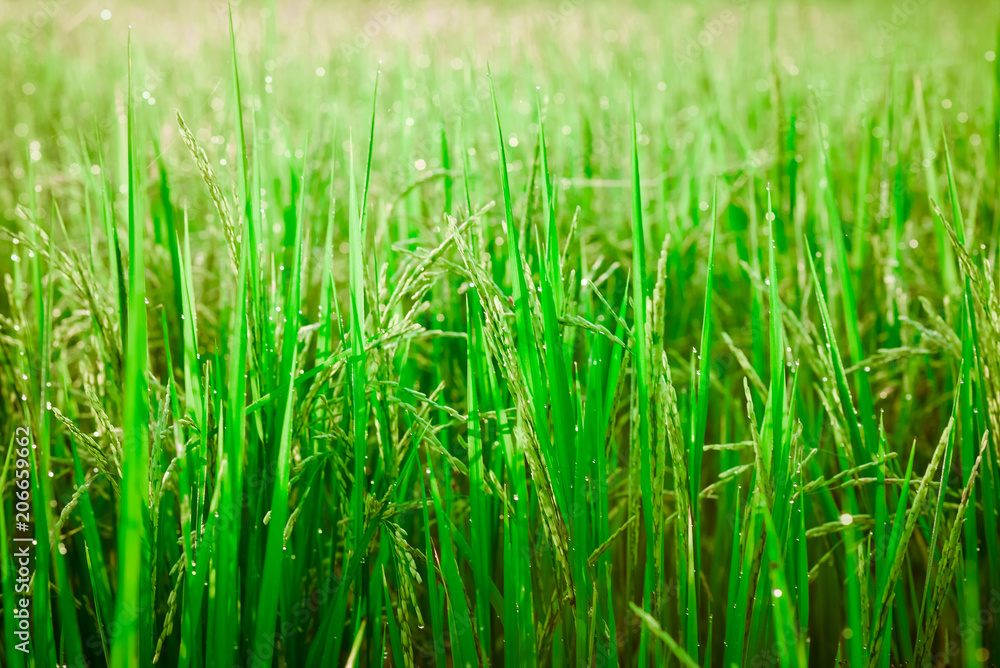 Fallen rice,Rice fields,organic asian rice farm Fallen rice,Rice fields,organic asian rice farm