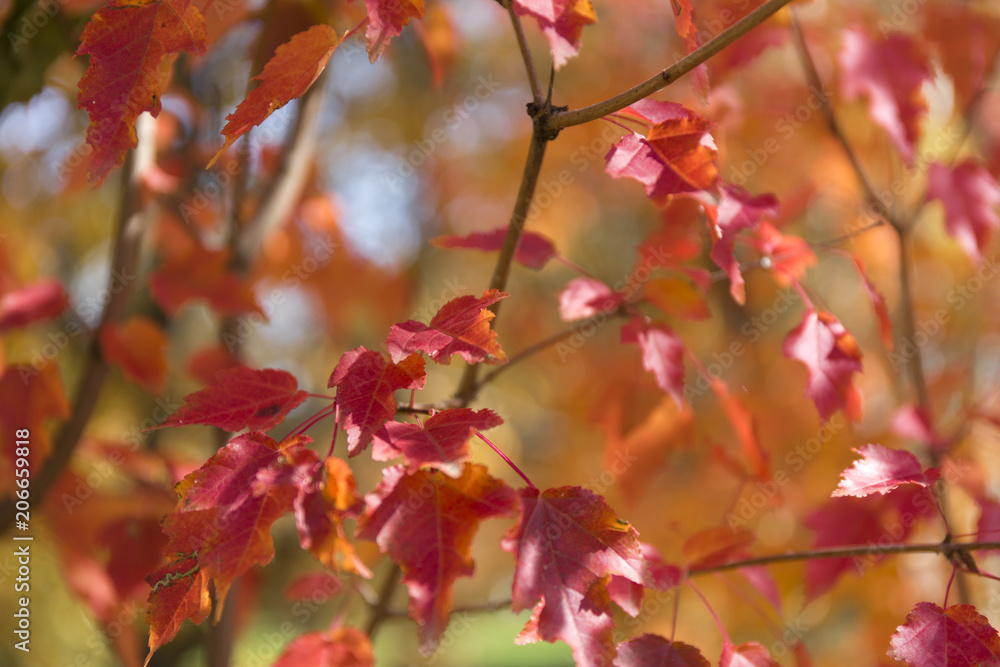 Red leaves background. Autumn foliage. Red leaves background. Autumn foliage.