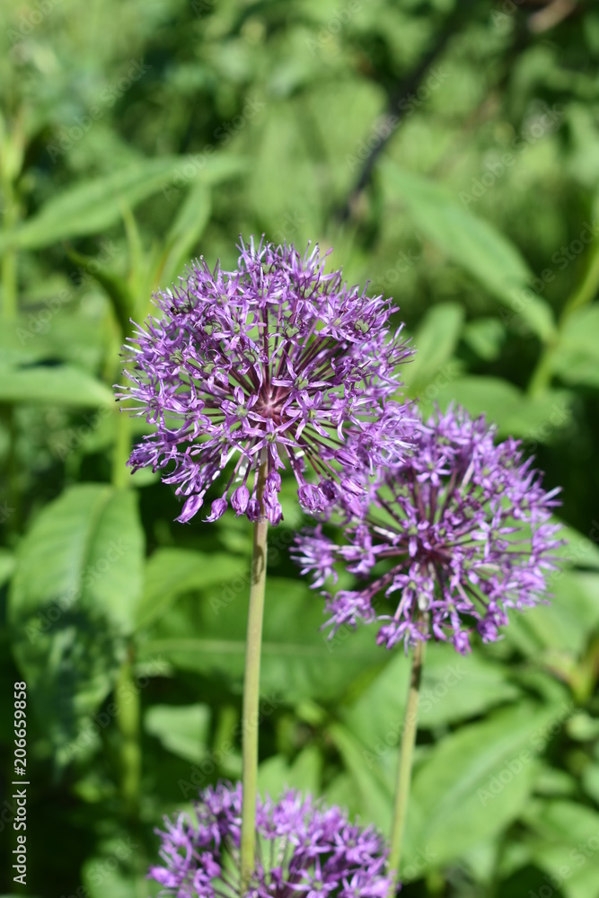 blossoming flower of purple decorative onion close-up on soft green blurred background blossoming flower of purple decorative onion close-up on soft green blurred background