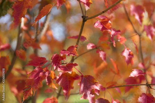 Red leaves background. Autumn foliage.