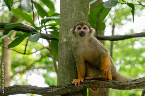 A squirrel monkey on the tree © SP studio