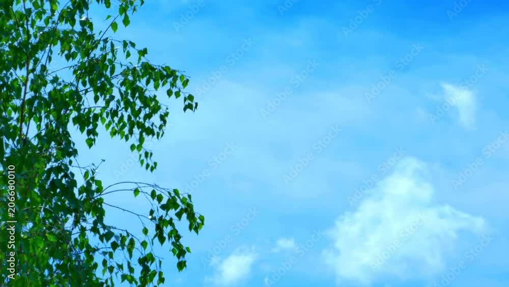Peace of mind. Calm of nature. Lonely Birch Tree and blue sky Peace of mind. Calm of nature. Lonely Birch Tree and blue sky