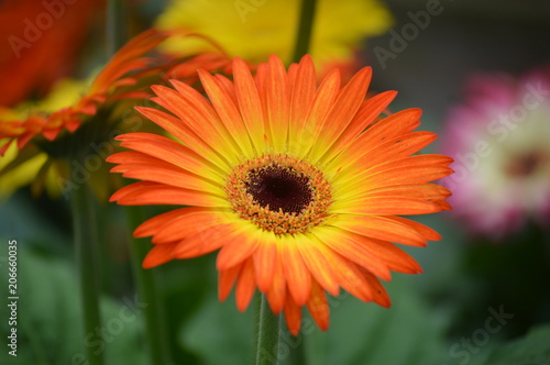 Flowers In Cameron Highland. It is a hill side resort and well known for its beautiful flowers.