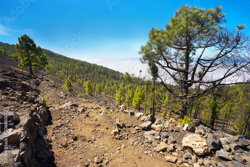 Landscape with endemic pines in the island of La Palma  Canary Islands  Spain