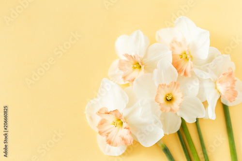 Fototapeta Naklejka Na Ścianę i Meble -  Delicate white narcissus flowers on a yellow background, close-up, space for text