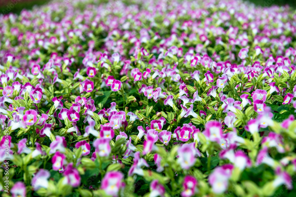 beautiful little white and Pink Flowers background texture beautiful little white and Pink Flowers background texture