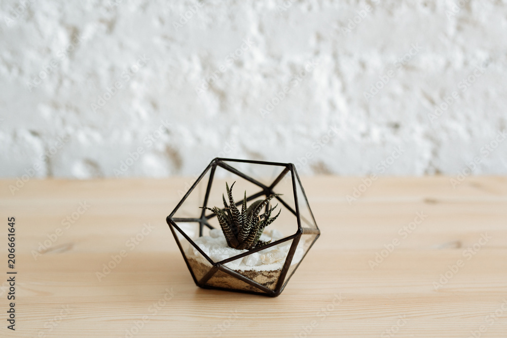 Florarium with live plants on a wooden table against a white wall.