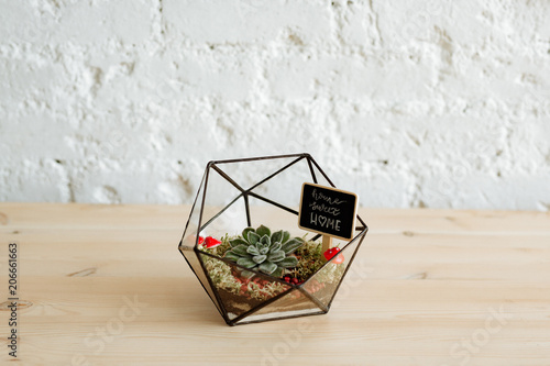 Florarium with live plants on a wooden table against a white wall.