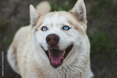 Close up view of a head of a brown husky dog