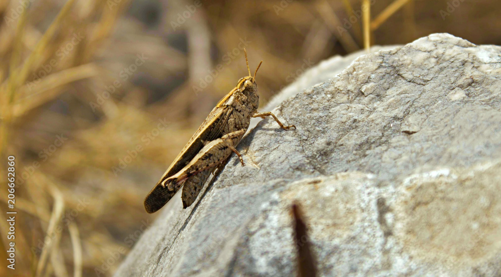 Brown grasshopper resting on a rock on a Mediterranean island Brown grasshopper resting on a rock on a Mediterranean island