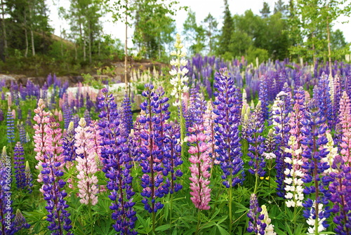 Lupins are another stroke that adorns the unique beauty of northern nature