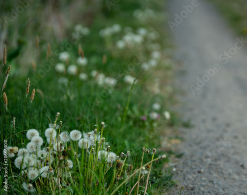 Fototapeta Naklejka Na Ścianę i Meble -  Dandelion flowers beside hicking path