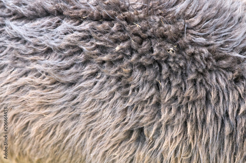 Alpaca wool closeup