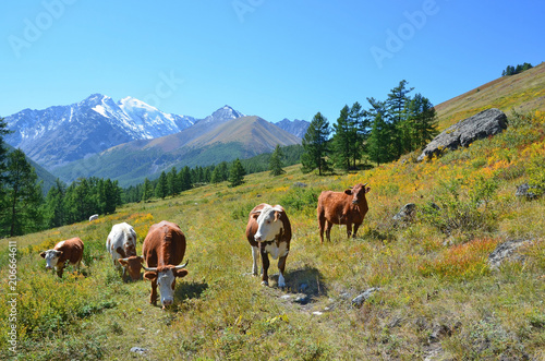 Cows grazing in the Altai mountains, Russia