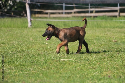 small malinois dog puppy is walking in the garden