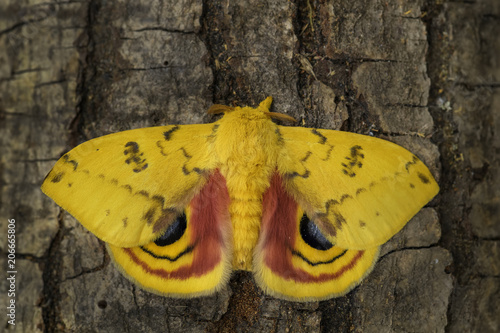 Io moth - Automeris io, beautiful colorful moth from North American forests. photo