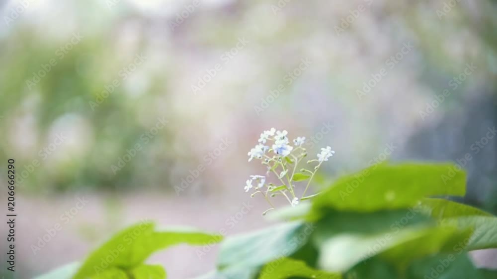 Small flower on the background of falling from cherry petals, blurred, slow-motion Small flower on the background of falling from cherry petals, blurred, slow-motion