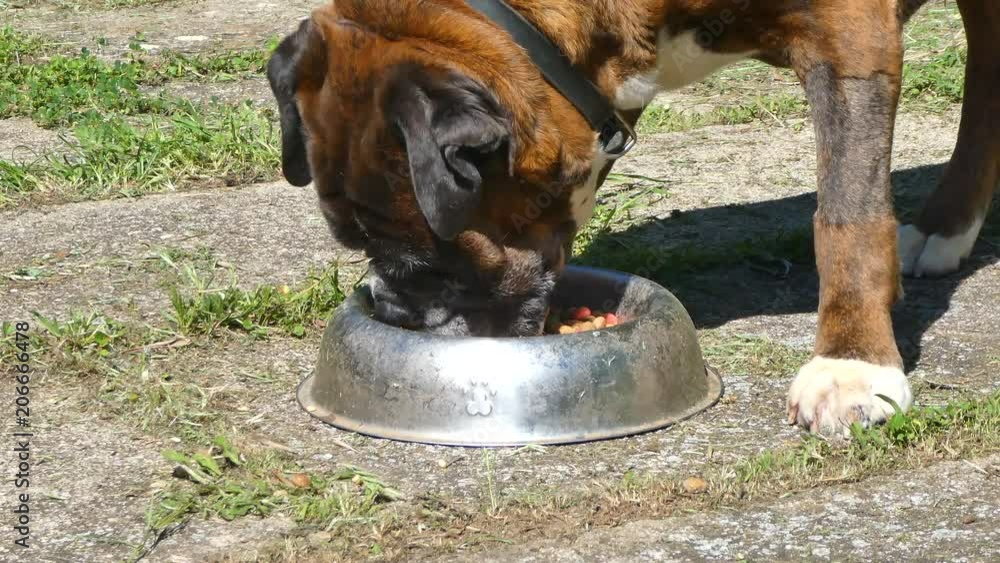 Closeup of german boxer dog head eating Stock Video Adobe Stock