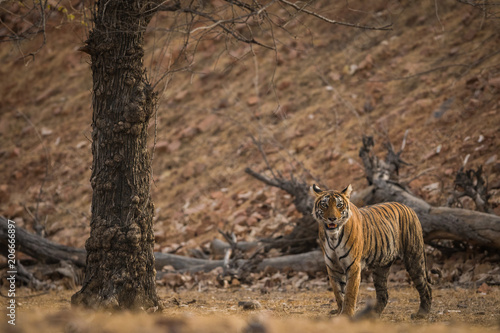 Tigress on prowl at Ranthambore Tiger Reserve