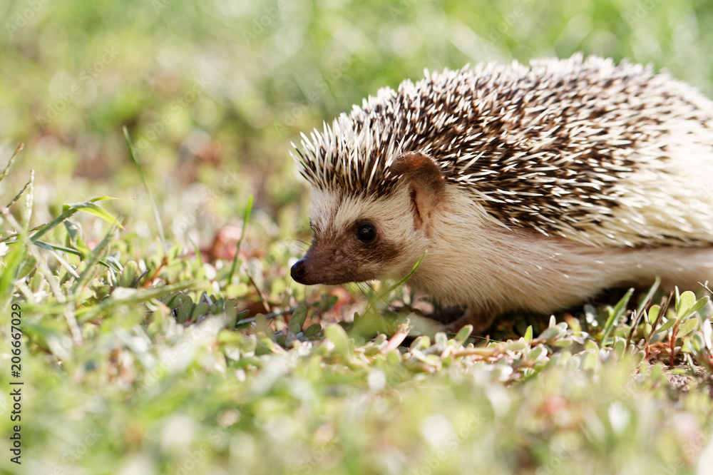 African white- bellied hedgehog African white- bellied hedgehog