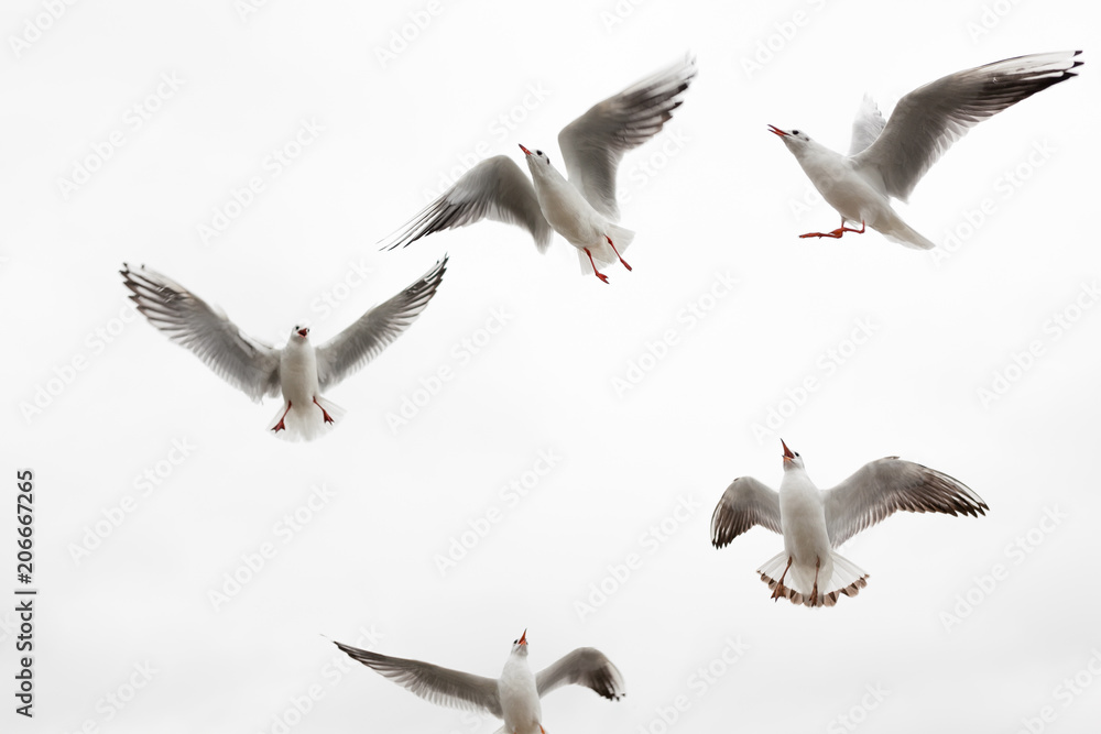 Fototapeta premium Group of gulls asking for food on the Baltic Sea shore on the island of Usedom in Germany 