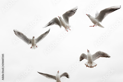 Group of gulls asking for food on the Baltic Sea shore on the island of Usedom in Germany 