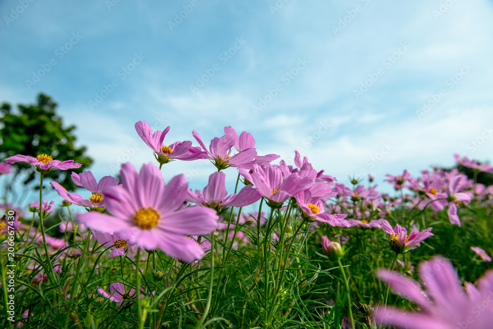 Pink Cosmos Flowers with sky Pink Cosmos Flowers with sky