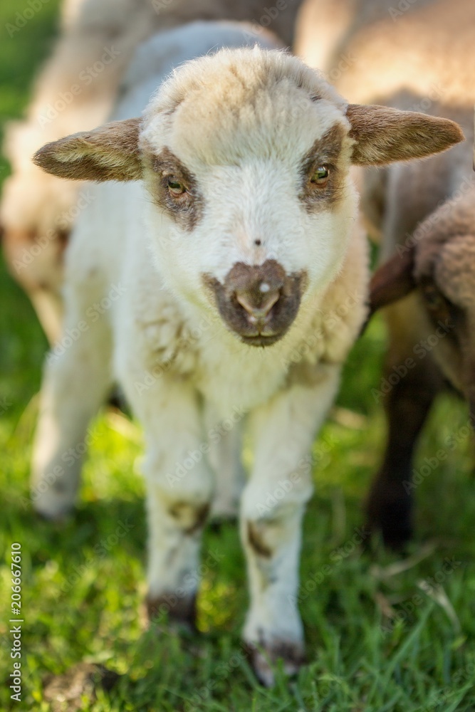 Small cute lamb gambolling in a farm. Small Sheep on the meadow.