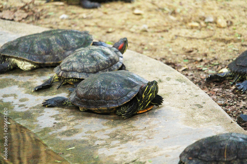 The turtles are in the farm at the zoo.