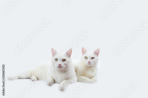 couple cute white cat with white background