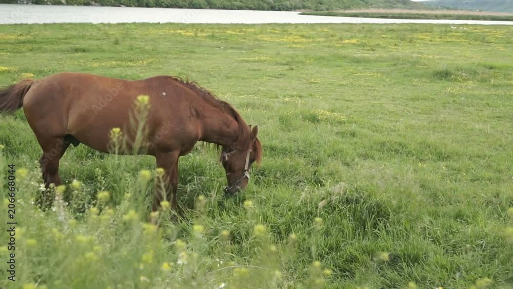 Horse grazing by the River. Rural landscape.