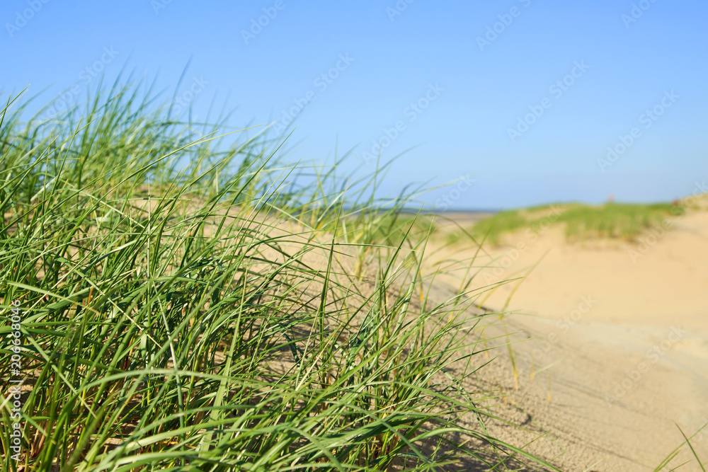 Dünen an der Nordsee Dünen an der Nordsee