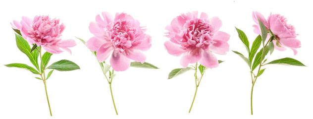 Papier peint photo Pivoines Pivoine isolée sur fond blanc épuré  © msk.nina