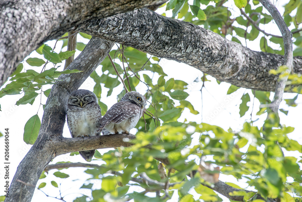 Spotted owlet is a small owl which breeds in tropical Asia