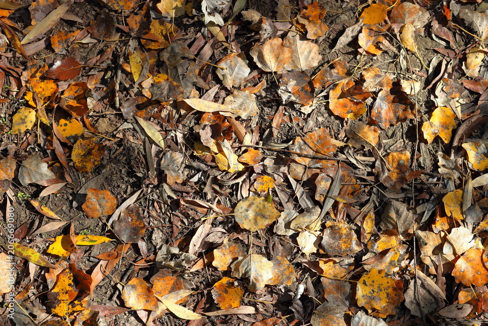 Colorful background of fallen autumn leaves