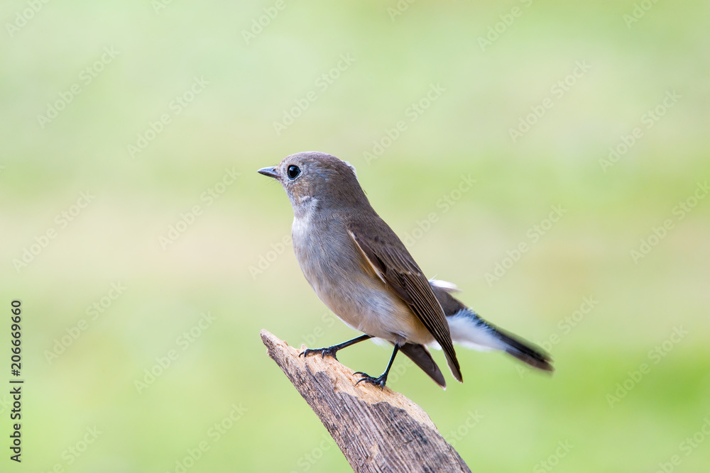 Fototapeta premium Red-throated Flycatcher or Taiga Flycatcher