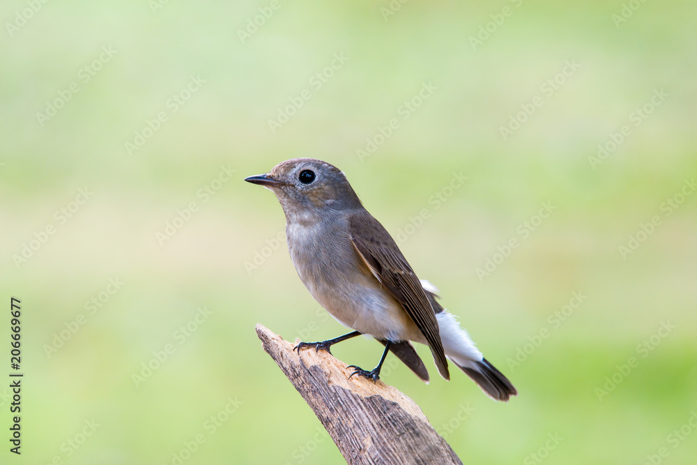 Red-throated Flycatcher or Taiga Flycatcher Red-throated Flycatcher or Taiga Flycatcher