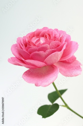 Fototapeta Naklejka Na Ścianę i Meble -  ピンクの薔薇、イブピアッチェ、一輪のバラ