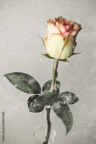 Beautiful fresh rose, isolated on grunge background